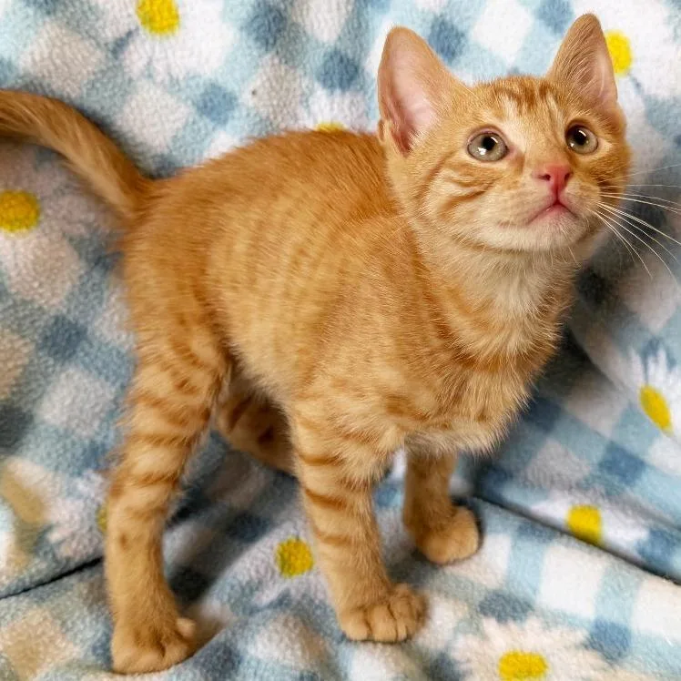 A baby small-sized male Orange / Red Domestic Short Hair cat named PushUp for adoption in Mount Juliet, TN
