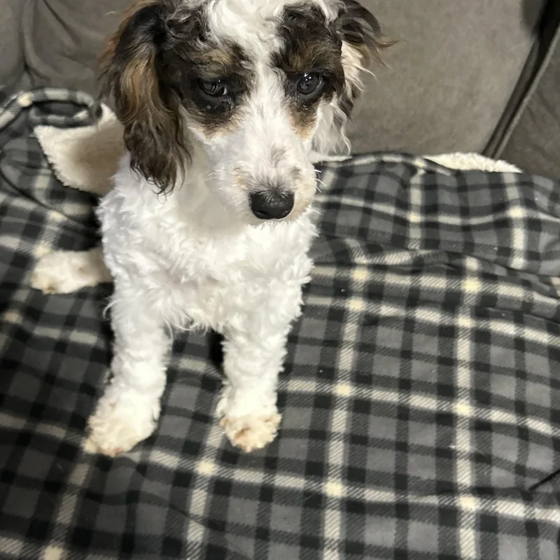 Willy . Lbs thumbnail 2