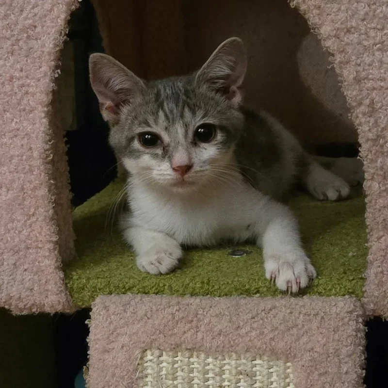 A baby small-sized female Tabby (Gray / Blue / Silver) Domestic Short Hair cat named Lilac for adoption in Brooklyn, NY