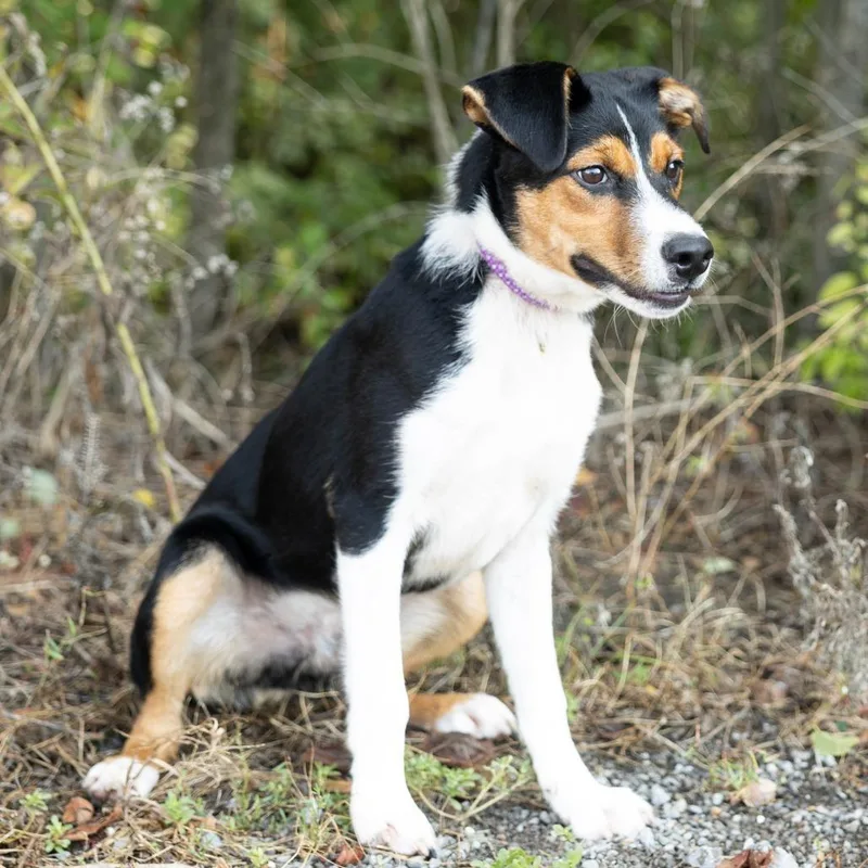 A baby medium-sized male Tricolor (Brown, Black, & White) Mixed Breed dog named Barcus for adoption in Cape Girardeau, MO