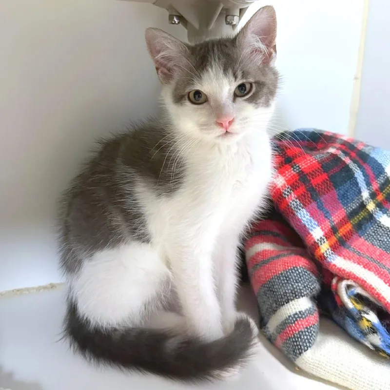 A baby small-sized male White Domestic Short Hair cat named Rain for adoption in Woodinville, WA