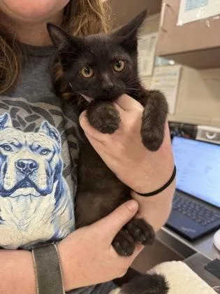 A baby small-sized male Domestic Short Hair cat named Odd for adoption in Fishers, IN