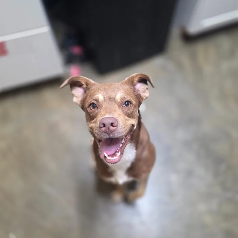 An adult medium-sized male Brown / Chocolate Mixed Breed dog named Roger for adoption in Corinth, MS