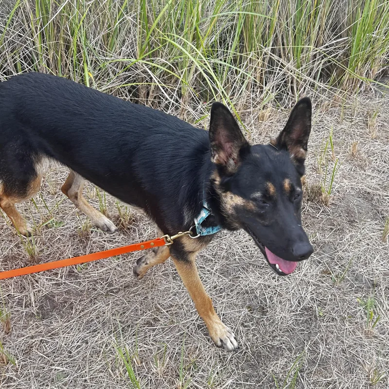 A young medium-sized female Black Belgian Shepherd / Malinois dog named Remy for adoption in Long Beach, WA