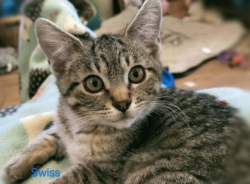 A baby small-sized male Domestic Short Hair cat named Swiss for adoption in Boone, CO