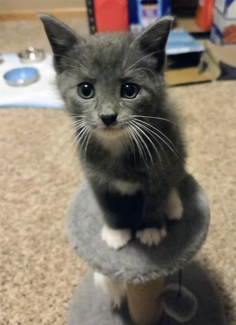A baby small-sized male Domestic Short Hair cat named Spiderman for adoption in Omaha, NE