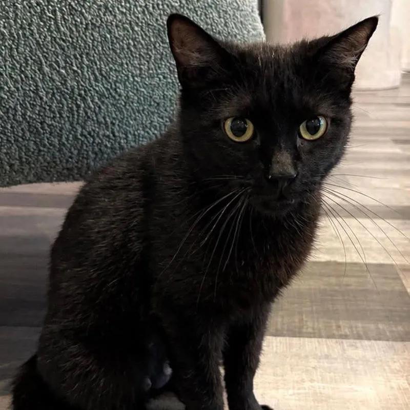 An adult medium-sized female Black Domestic Short Hair cat named Lady Bug for adoption in Jefferson city, TN
