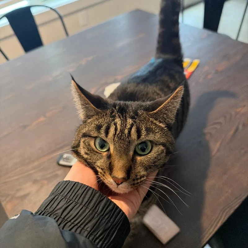 An adult medium-sized female Brown / Chocolate Domestic Short Hair cat named Nala for adoption in Harrisonburg, VA