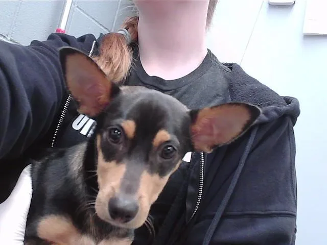 A baby small-sized male Chihuahua dog named Proper Patrick for adoption in Omaha, NE