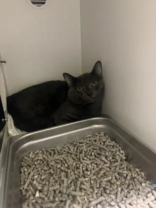 An adult small-sized male Domestic Short Hair cat named Wagner for adoption in Fairfax, VA