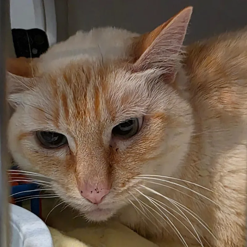 A senior large-sized female Cream / Ivory Domestic Short Hair cat named Sercha for adoption in Port Angeles, WA