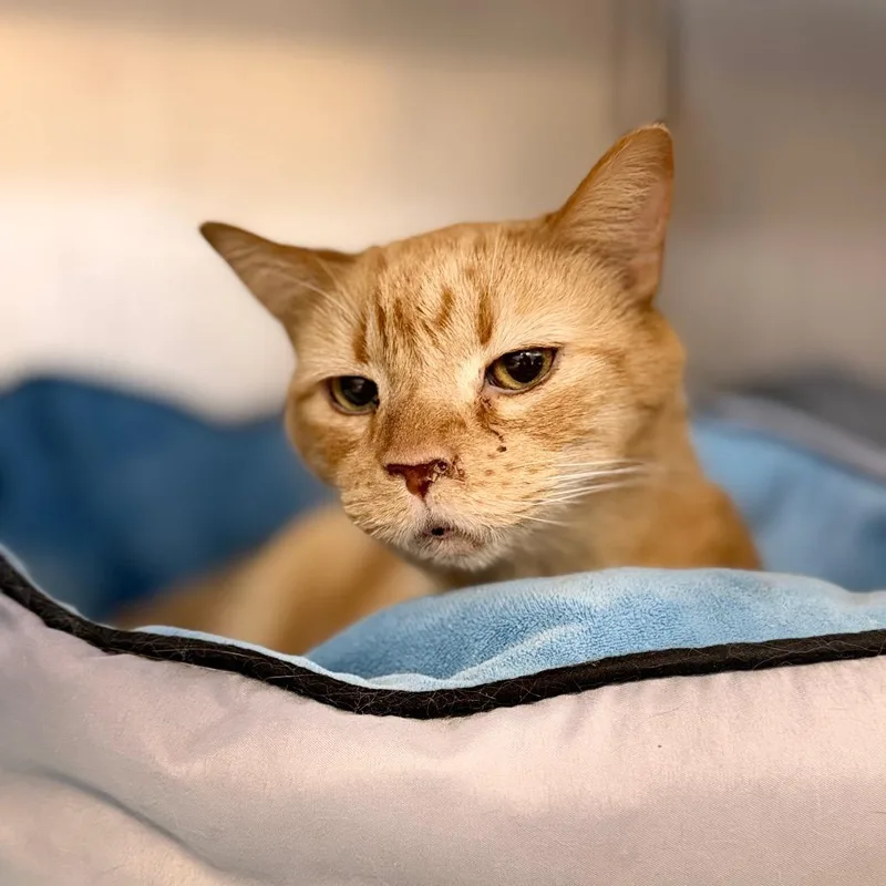 A senior large-sized male Domestic Short Hair cat named Regal for adoption in Portage, MI