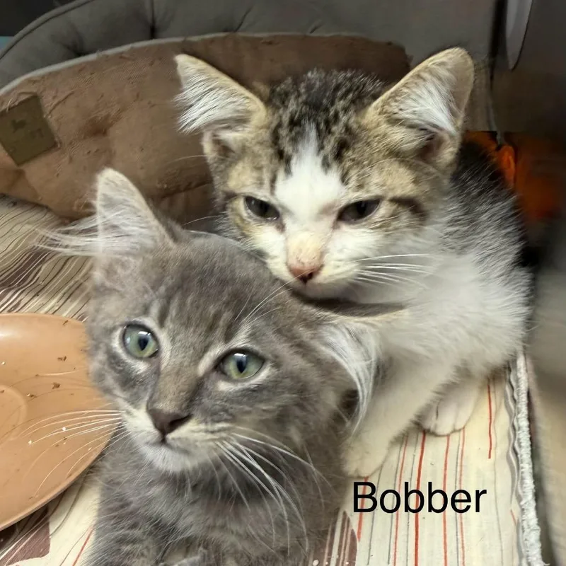 Bobber