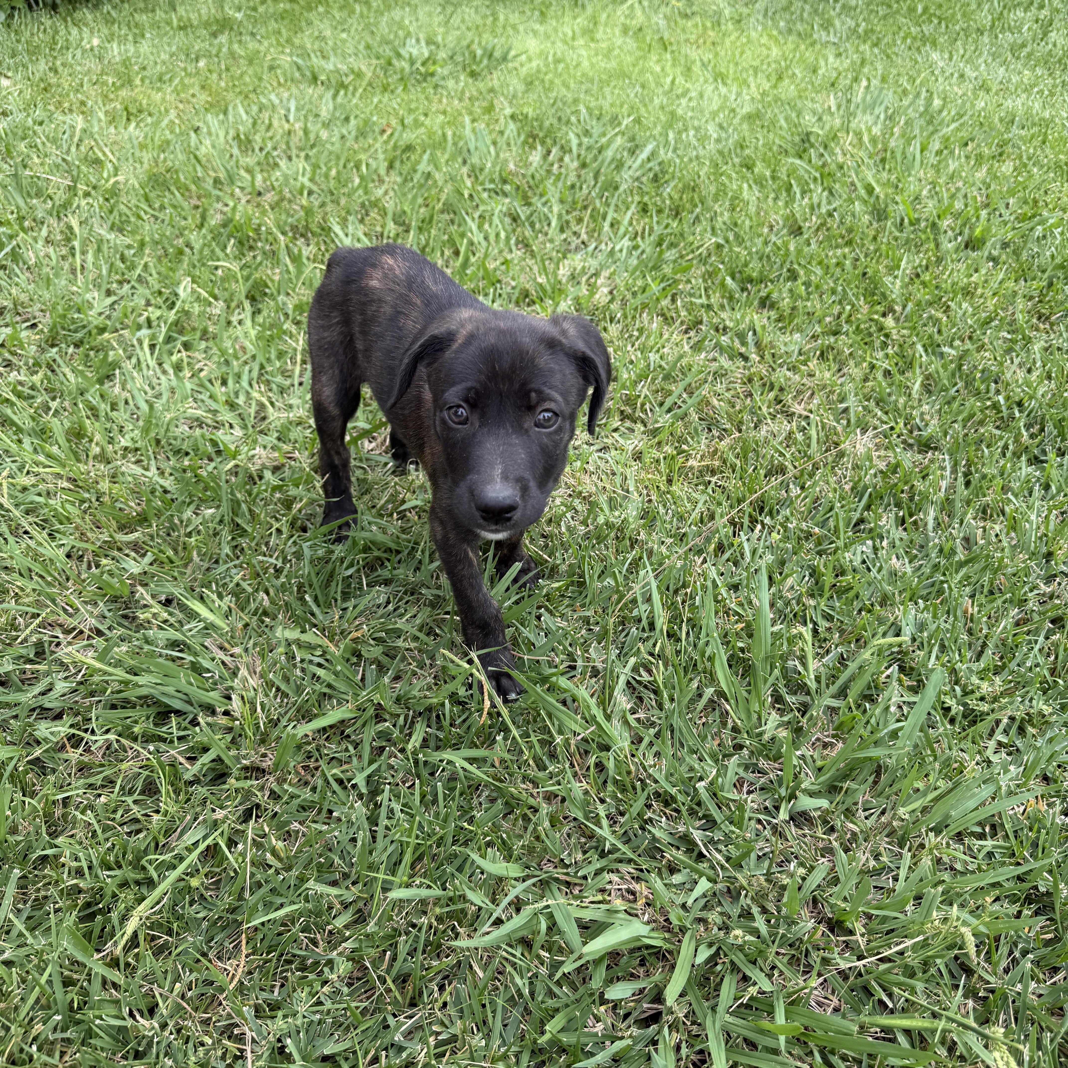 A baby medium-sized male Labrador Retriever dog named Captain Crunch for adoption in San Diego, CA