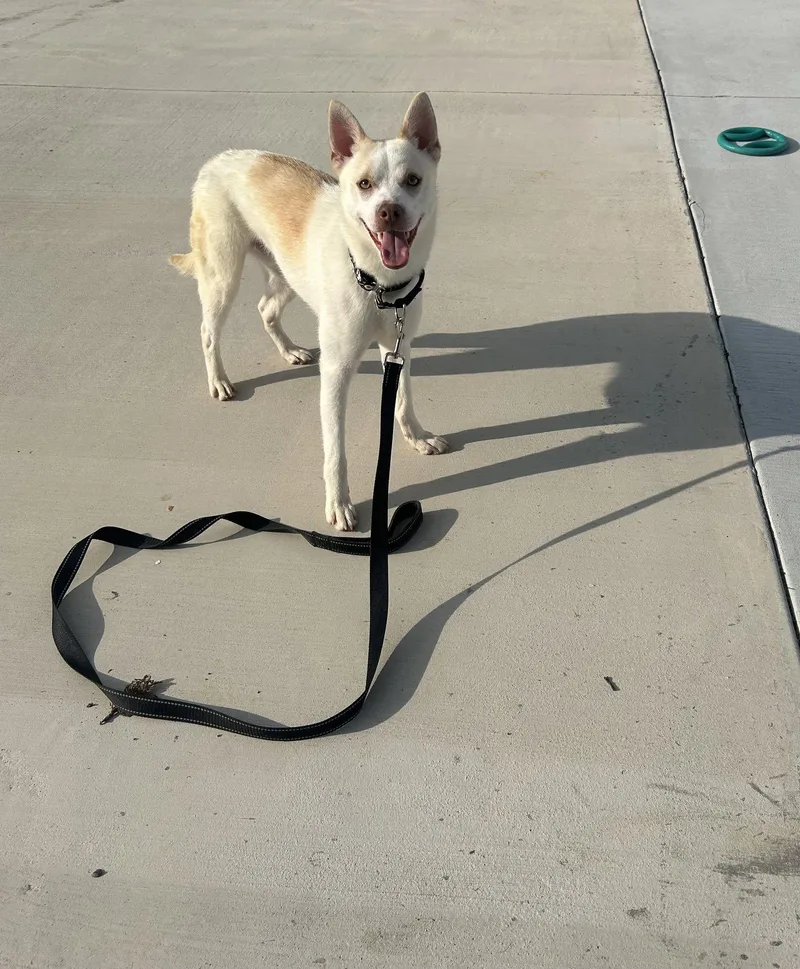 A young medium-sized male Boston Terrier dog named Rock for adoption in Lancaster, PA