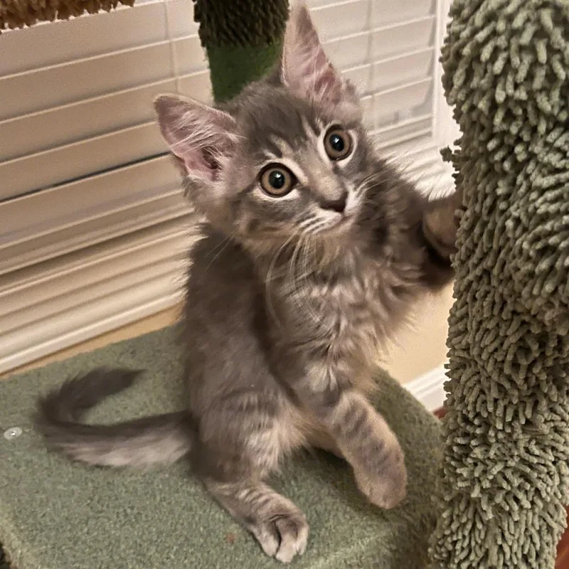 A baby small-sized female Gray / Blue / Silver Domestic Medium Hair cat named Zoey for adoption in Hemet, CA