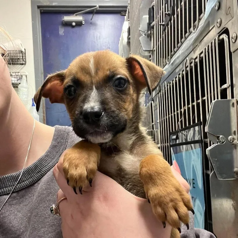 A baby small-sized male Mixed Breed dog named Fava Bean for adoption in Edwardsville, IL