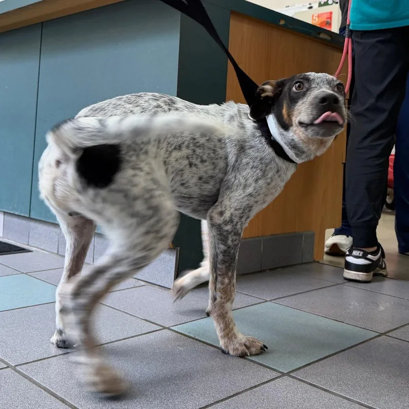 A baby small-sized male Black Mixed Breed dog named Cameron for adoption in Grand Rapids, MI