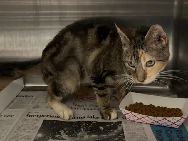 A young small-sized female Domestic Short Hair cat named M.c. for adoption in Garland, TX