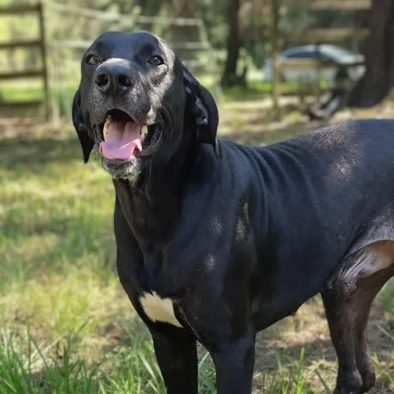 A young large-sized male Great Dane dog named Tucker for adoption in Cleveland, TX