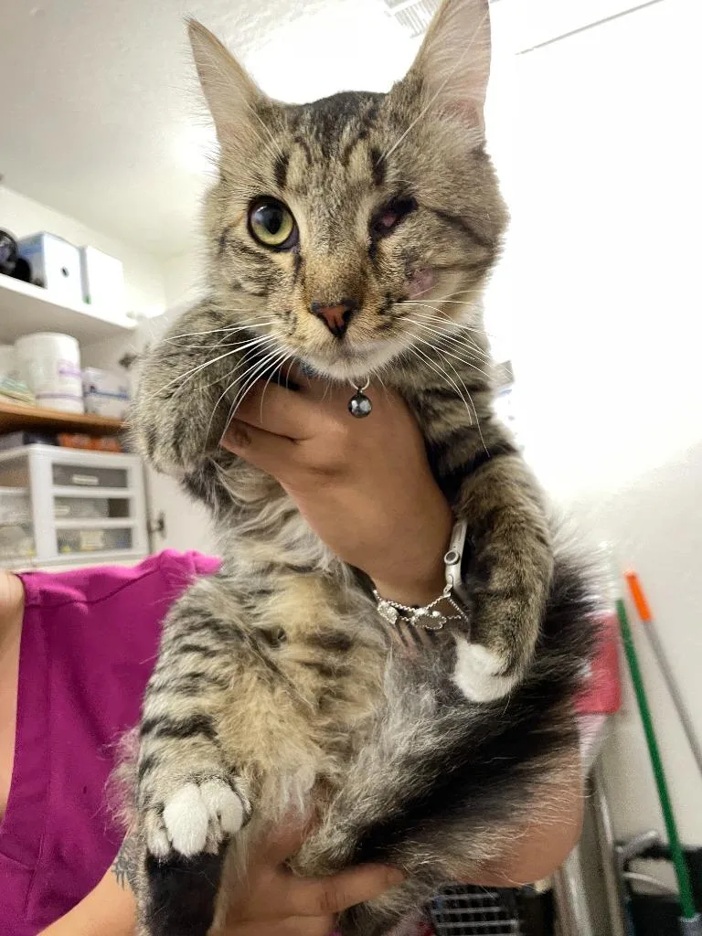A young medium-sized male Domestic Long Hair cat named Calypso for adoption in Chico, CA