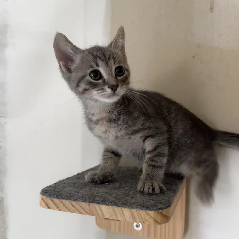 A baby medium-sized male Tabby (Gray / Blue / Silver) Domestic Short Hair cat named Frankie for adoption in China Township, MI