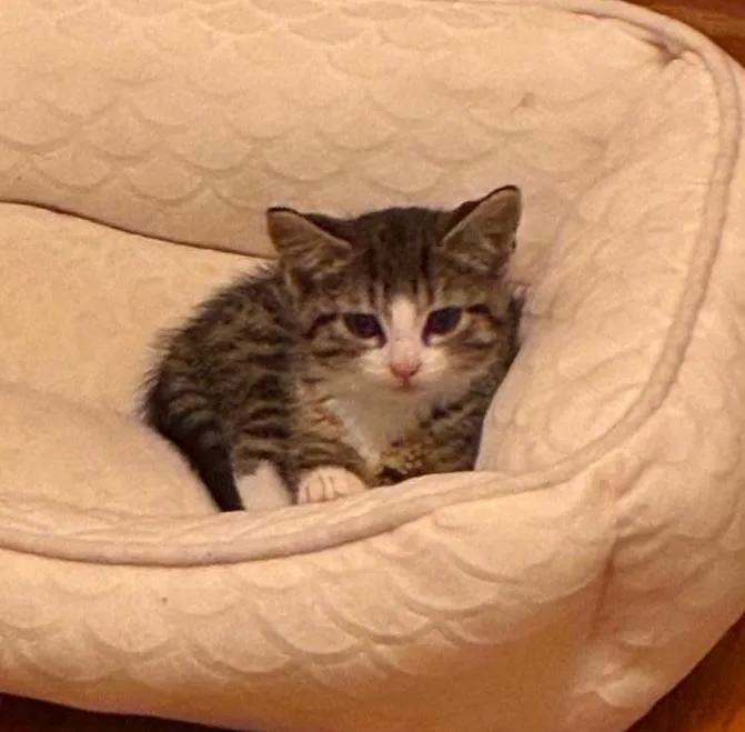 A baby medium-sized male Tabby (Brown / Chocolate) Domestic Short Hair cat named Comiskey for adoption in Chicago, IL