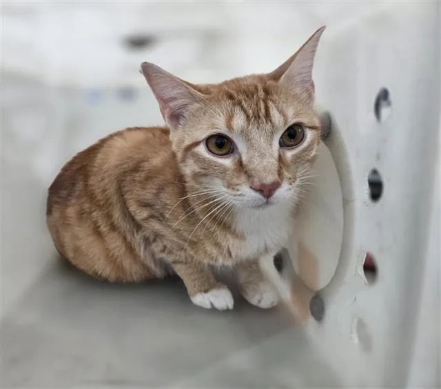 A young large-sized male Domestic Short Hair cat named Mango for adoption in Dallas, TX