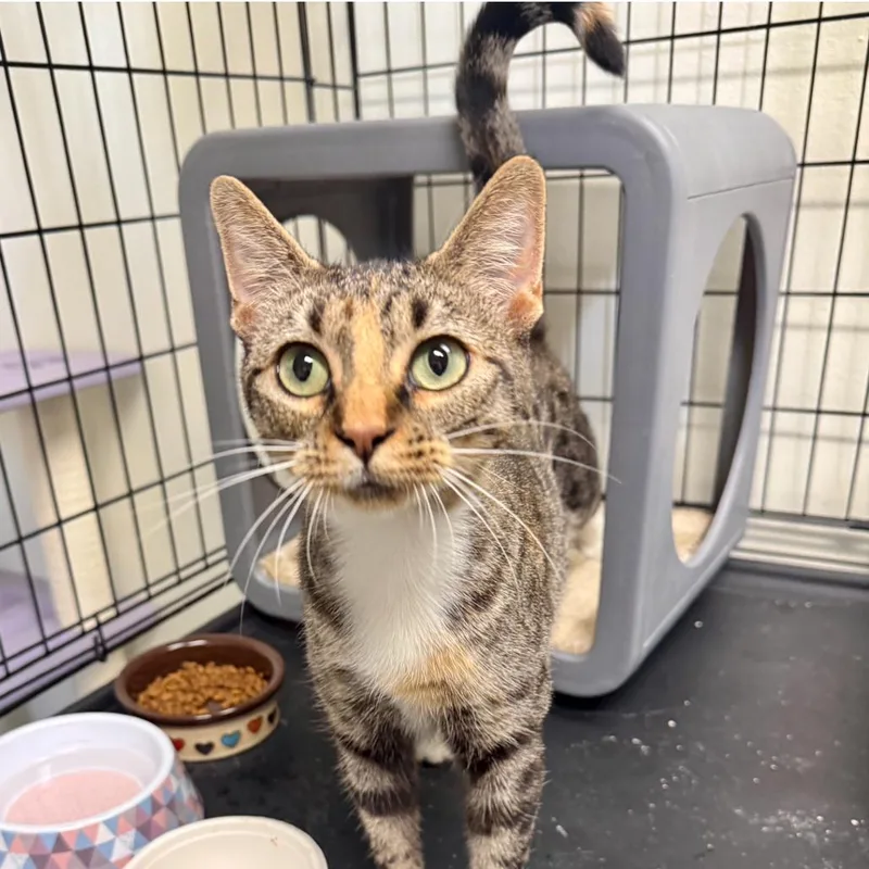 A young small-sized female Brown / Chocolate Domestic Short Hair cat named Infinity for adoption in Houston, TX