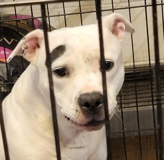 An adult medium-sized female Pit Bull Terrier dog named Savannah for adoption in Marietta, OH