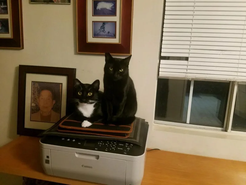 A young medium-sized female Black Domestic Short Hair cat named Mama for adoption in Rancho Palos Verdes, CA