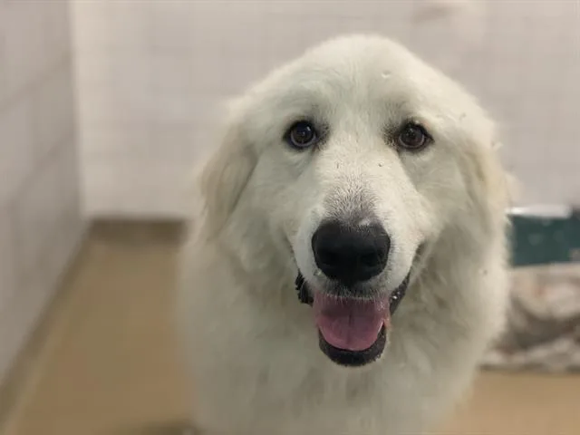 An adult extra large-sized male Great Pyrenees dog named Dyse for adoption in Dallas, TX