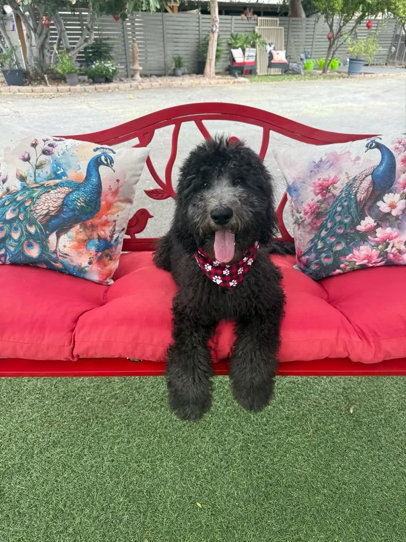 A young medium-sized male Gray / Blue / Silver Standard Poodle dog named Sugar Bear for adoption in Temecula, CA