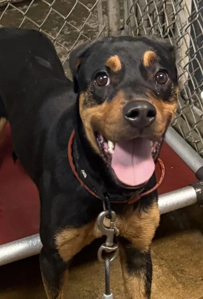 A young medium-sized female Black Rottweiler dog named Tinka HOLD for adoption in Canton, OH
