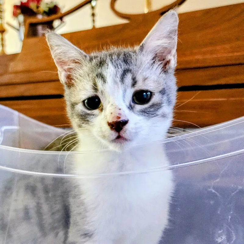 A baby small-sized female Gray & White Domestic Short Hair cat named Rain for adoption in Albuquerque, NM