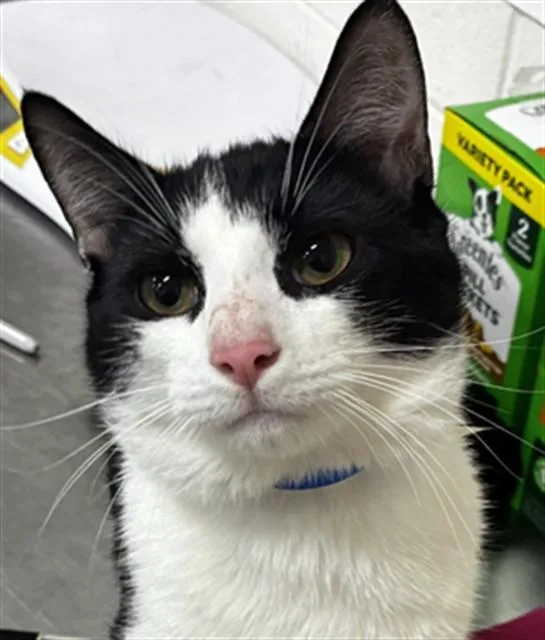 A young medium-sized male Domestic Short Hair cat named Nueve for adoption in Upper Marlboro, MD