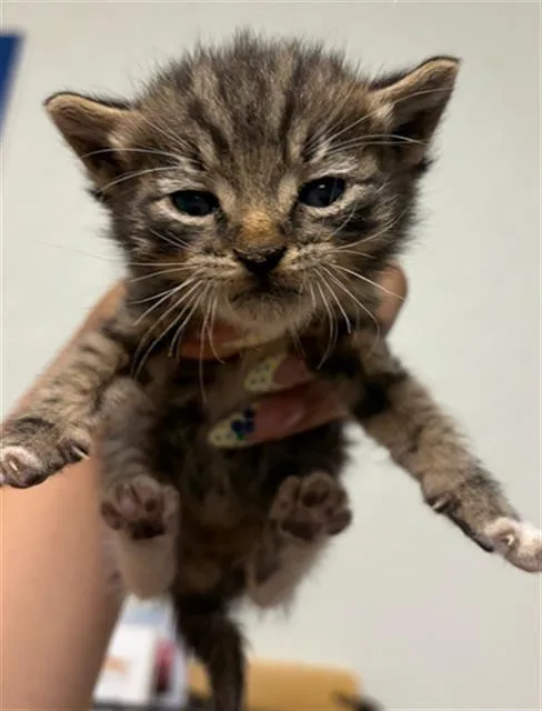 A baby small-sized male Domestic Short Hair cat named Tobias for adoption in Bakersfield, CA