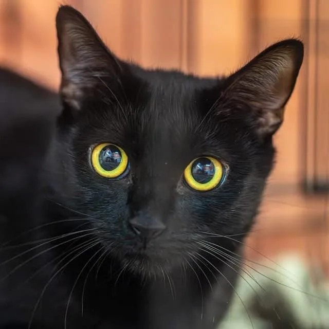 A young medium-sized female Black Domestic Short Hair cat named Feather for adoption in Decatur, GA