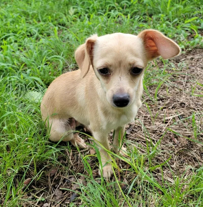 An adult small-sized female Yellow / Tan / Blond / Fawn Chihuahua dog named Athena for adoption in Van Alstyne, TX