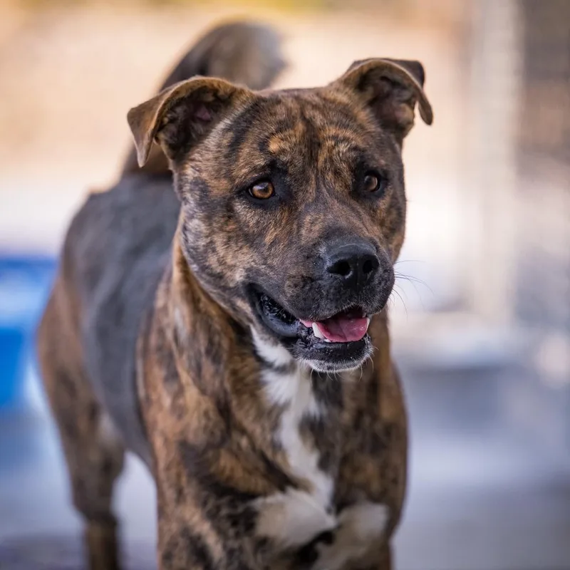 A young large-sized male Shepherd dog named Rocky for adoption in Twentynine Palms, CA