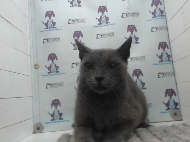 A young small-sized female Domestic Short Hair cat named Ash for adoption in Orlando, FL