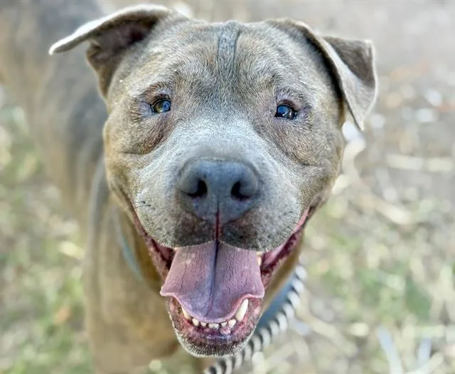 An adult large-sized male Pit Bull Terrier dog named Baggins for adoption in Tucson, AZ