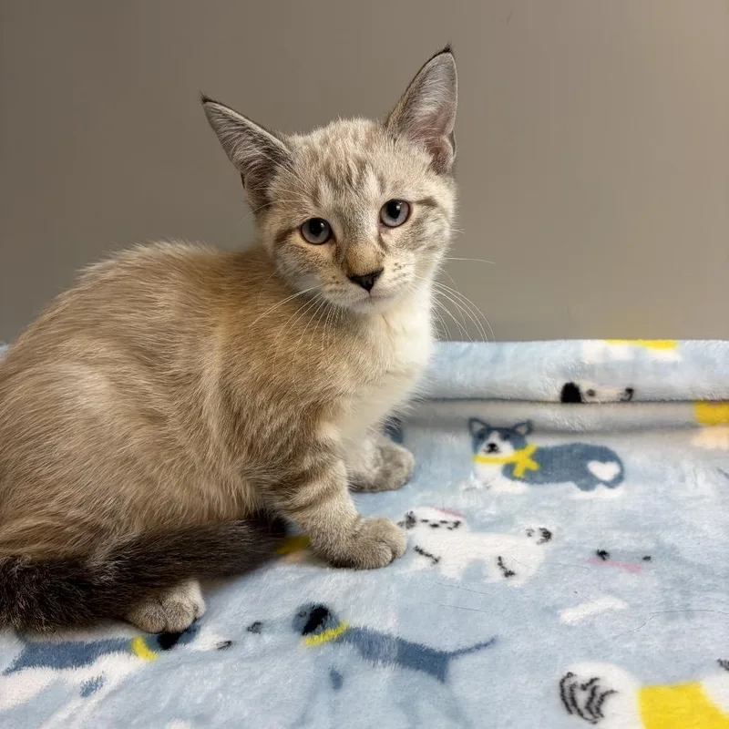 A baby small-sized male Siamese cat named Butter for adoption in San Antonio, TX