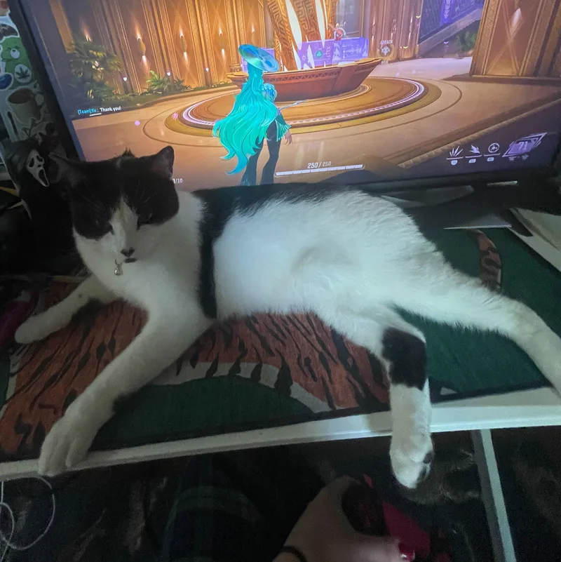 A young medium-sized male Black & White / Tuxedo Domestic Short Hair cat named Myles for adoption in Waltham, MA