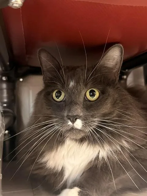 An adult extra large-sized male Gray & White Domestic Long Hair cat named Smurf for adoption in Fayetteville, AR