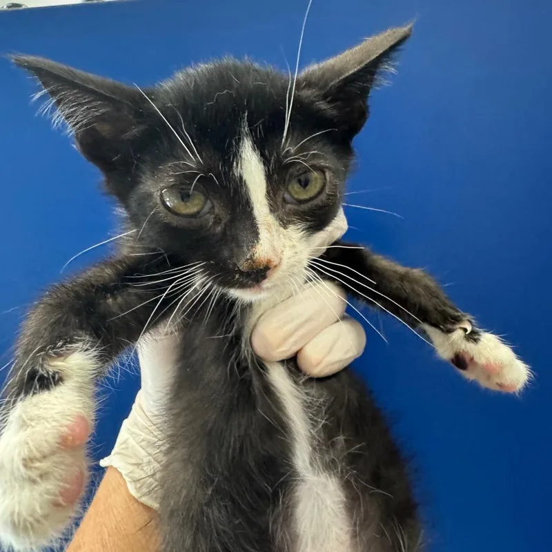 A baby small-sized male Black Domestic Short Hair cat named Spinach for adoption in Long Beach, CA