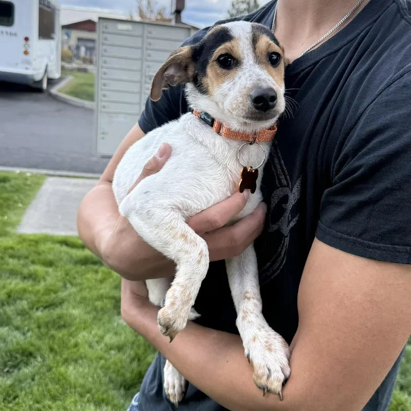 A baby small-sized male Yellow / Tan / Blond / Fawn Chihuahua dog named 61983 for adoption in Bend, OR