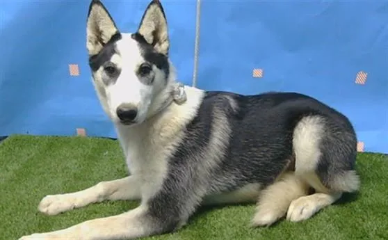 A young small-sized female Siberian Husky dog named Panda for adoption in Gardena, CA