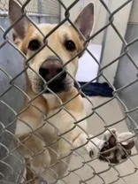 An adult large-sized male Golden Akita dog named Max for adoption in Moline, IL