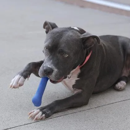 An adult medium-sized female Pit Bull Terrier dog named Lucille for adoption in Westland, MI